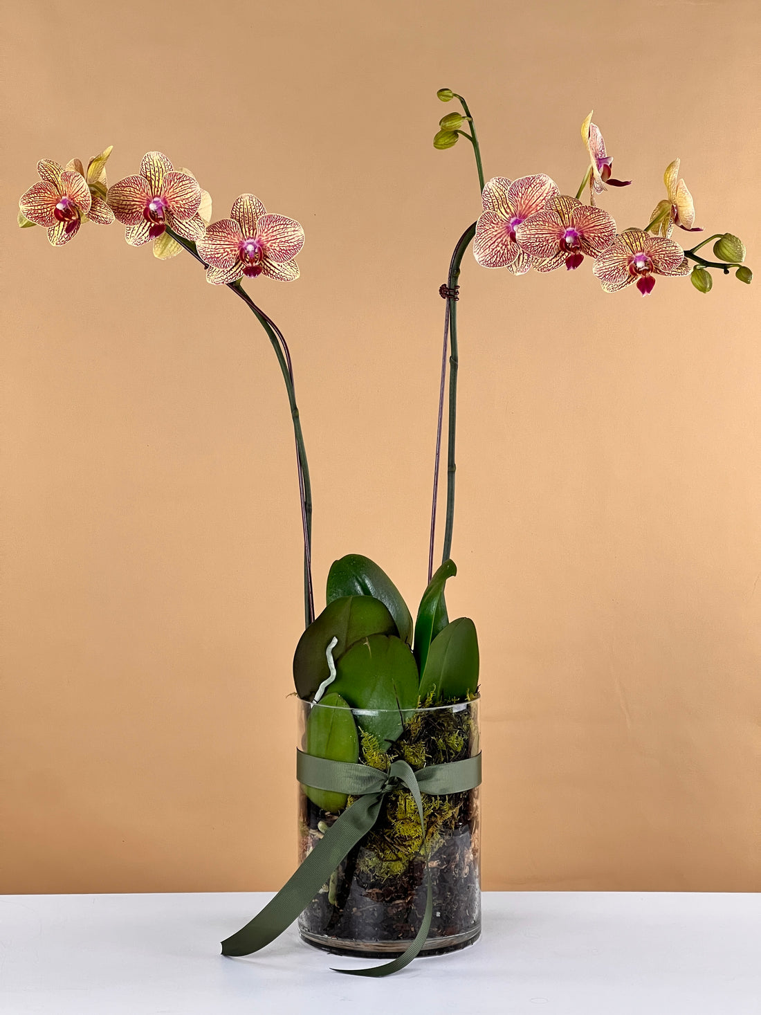 Discover the World of Orchids at Your Local Florist
