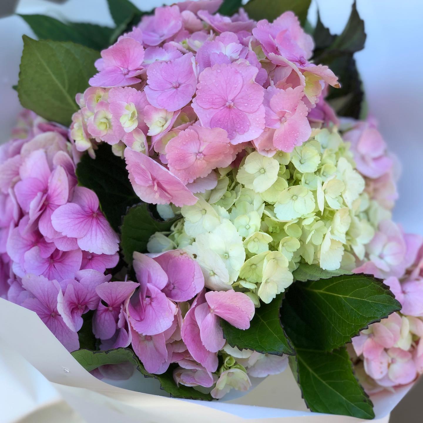 We are back in the studio this Thursday delivering beautiful new flora