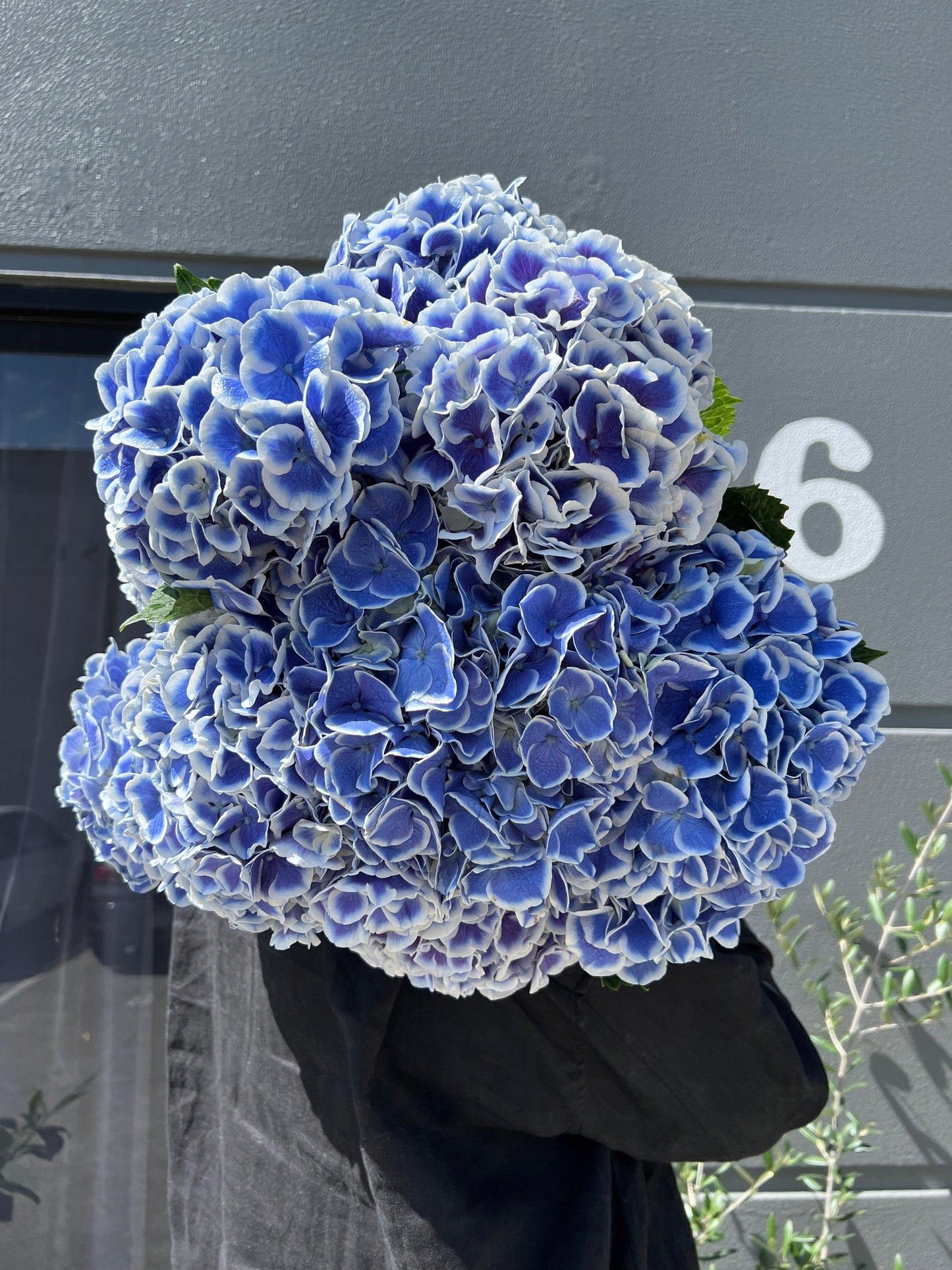 Hydrangea En Masse - Fresh Flower made with love by Flowers Gold Coast www.flowersgoldcoast.com.au the Gold Coast's best Florist - Same Day Flower Delivery