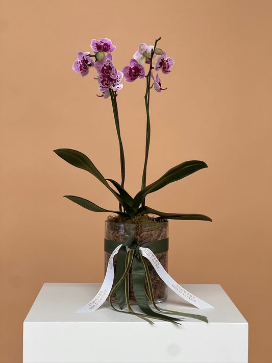 Petite Orchids-Flower-Delivery-Gold-Coast-Florist-Flowers Gold Coast-https://www.flowersgoldcoast.com.au-best-florist
