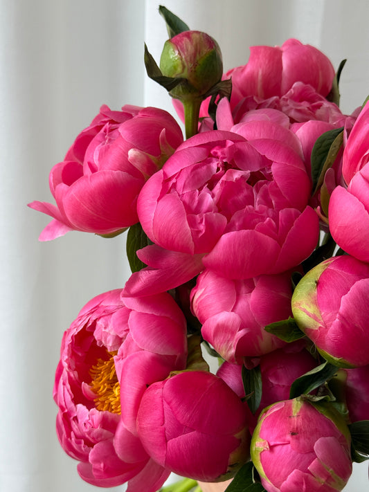 Poetic Peonies-Flower-Delivery-Gold-Coast-Florist-Flowers Gold Coast-5 Stems-Coral-https://www.flowersgoldcoast.com.au-best-florist