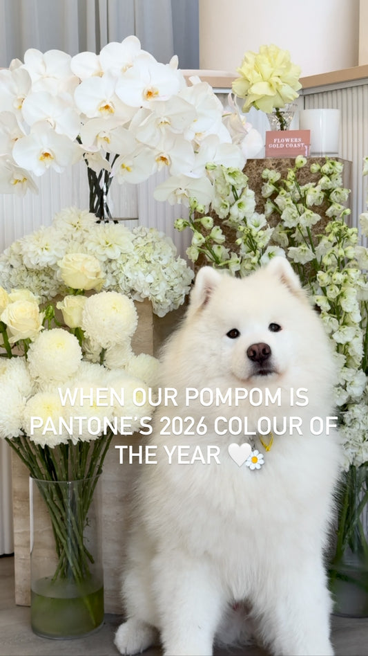 When our Pompom is Pantone’s 2026 colour of the year 🤍