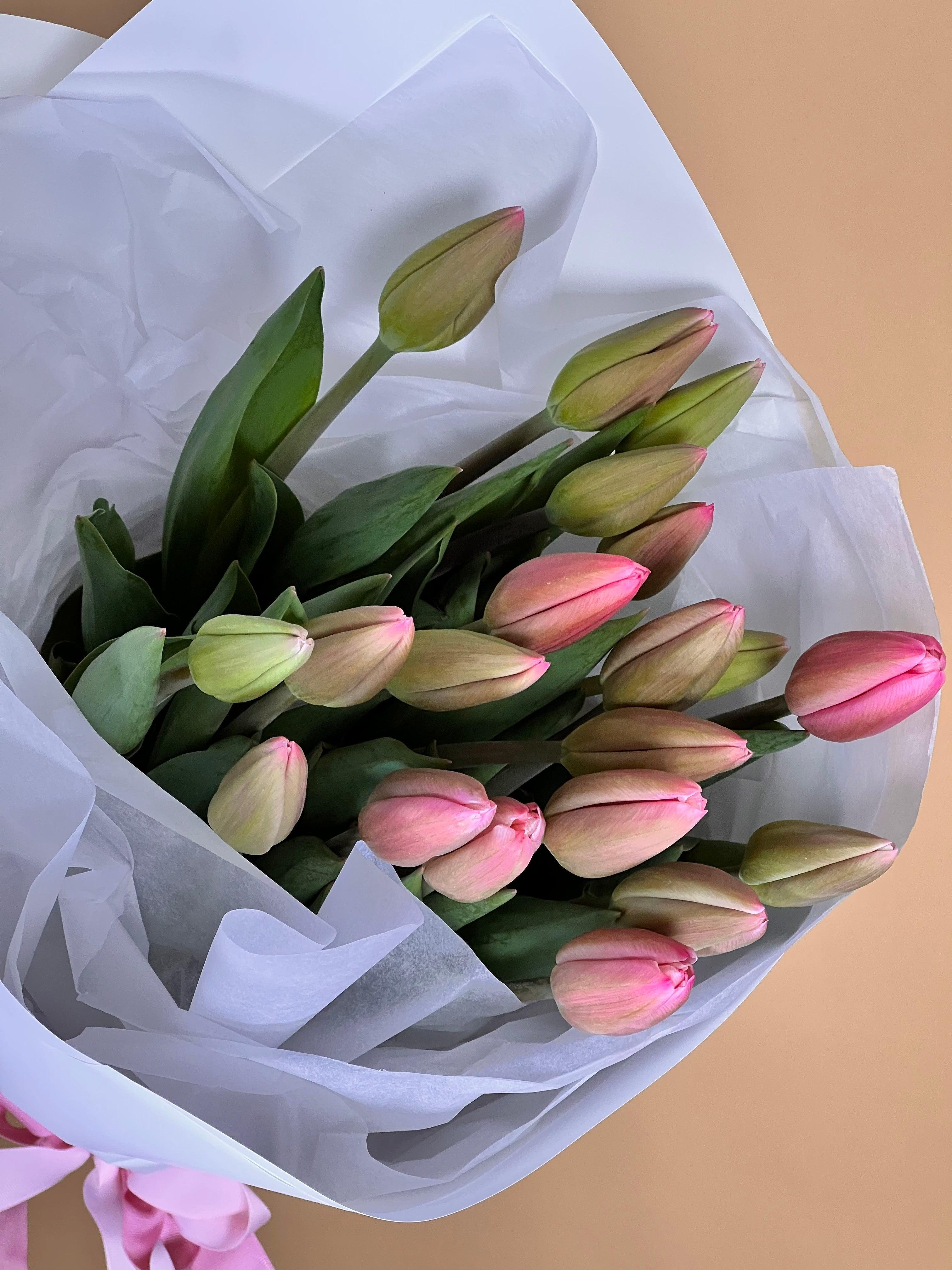 Tulips — everything you need to know