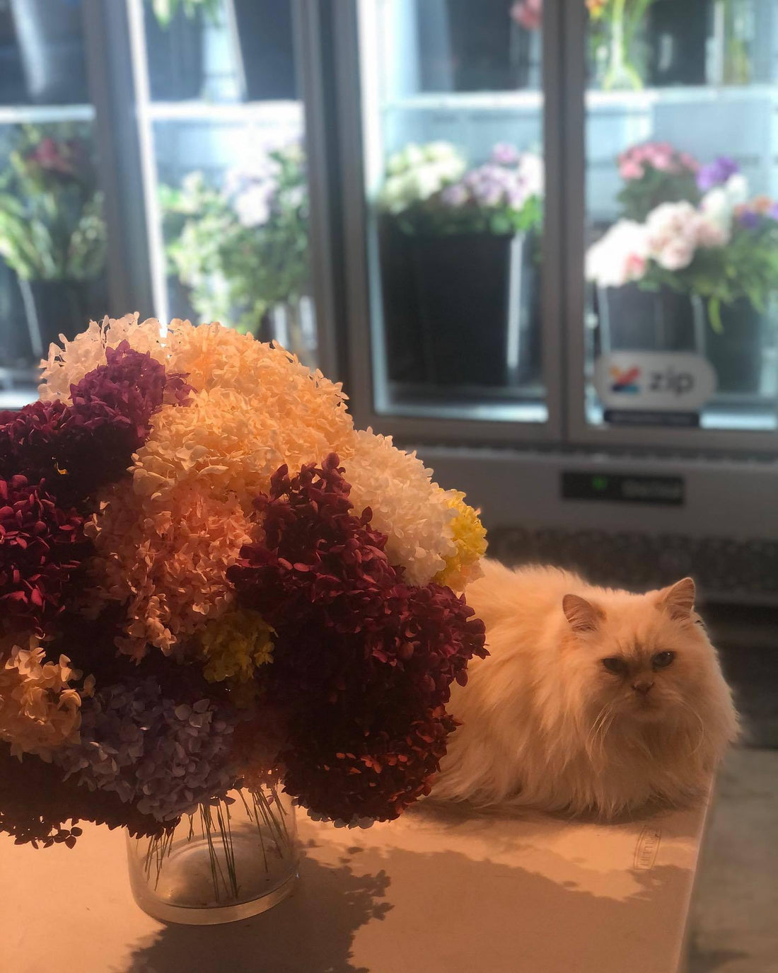 Bouboule the French cat in... - Flowers Gold Coast