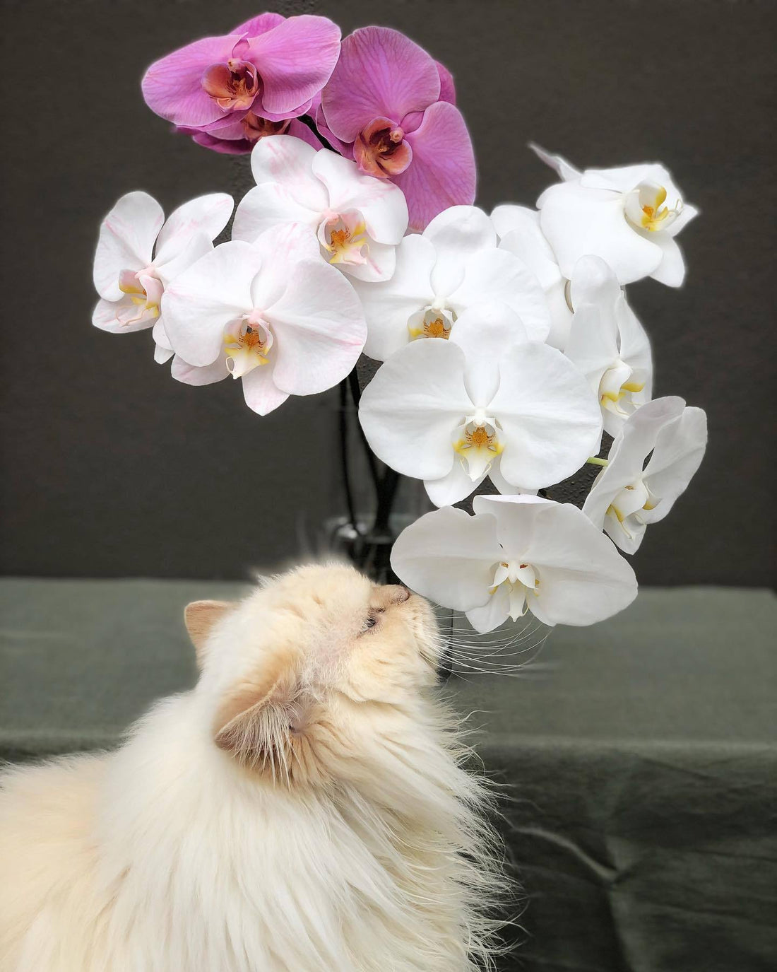 Bouboule the French Cat looking curious with your gorgeous Phalaenopsis Orchids 💓🤍 - Flowers Gold Coast