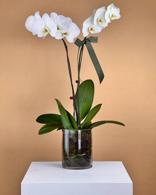 C L A S S I C  O R C H I D 

Our Classic Orchid is the perfect gift that keeps on giving 🤍

Orchi made with love by Flowers Gold Coast www.flowersgoldcoast.com.au the Gold Coast's best Florist- Same Day Flower Delivery