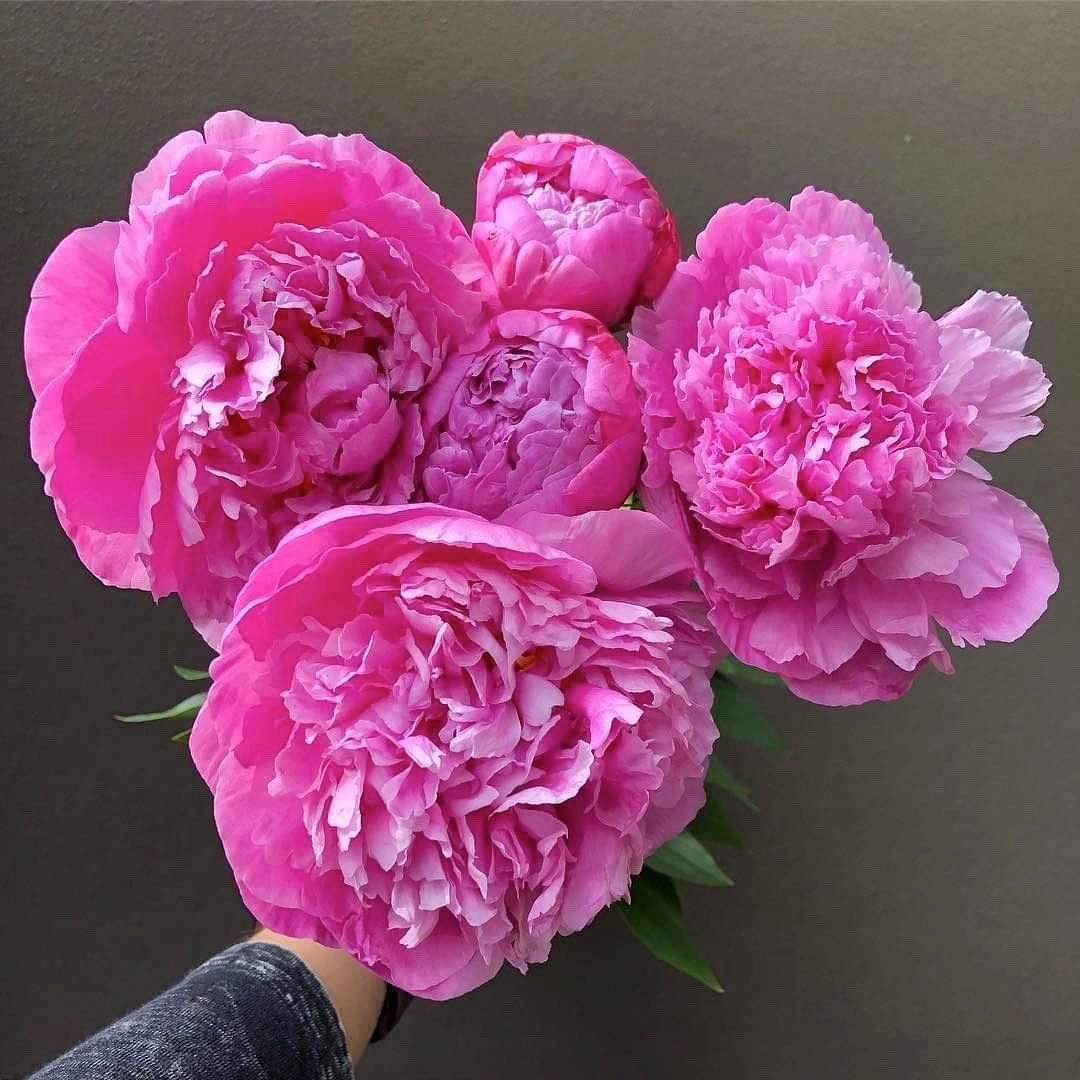 Can’t get enough Peonies! Head to our website to order! 🌸🌿<br />
<br /> - Flowers Gold Coast