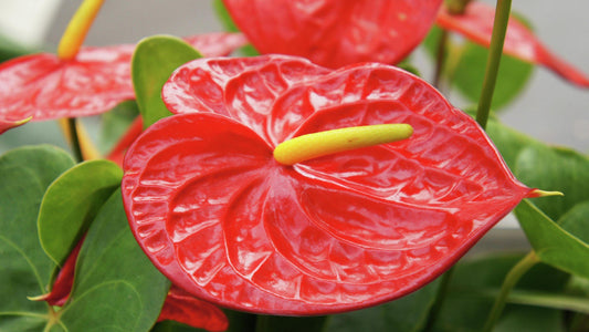 Flower of the Month: Anthurium - Flowers Gold Coast