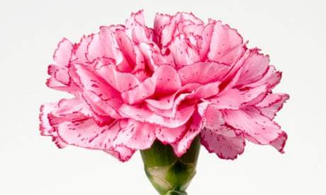 Flower of the Month: Carnations - Flowers Gold Coast