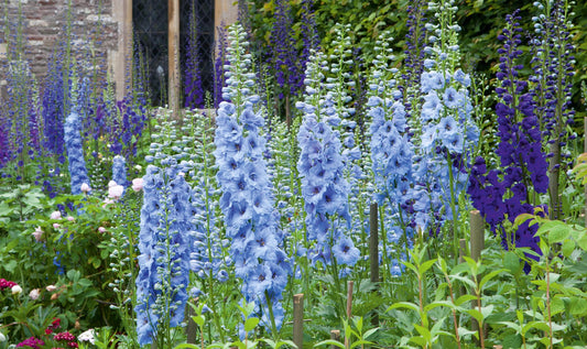 Flower of the Month: Delphinium - Flowers Gold Coast