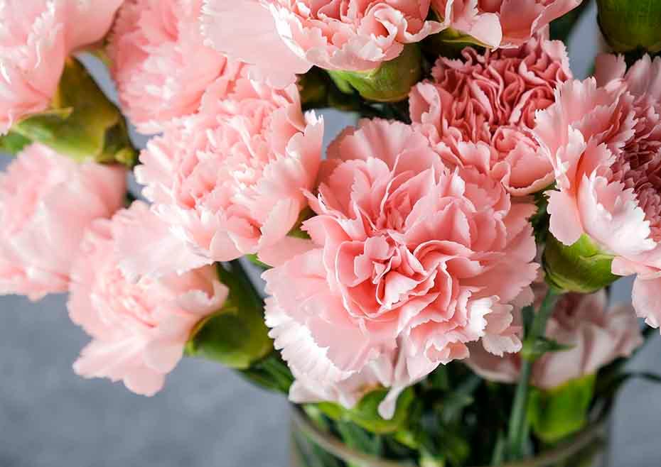 Flower of the Month - January: Carnation – Flowers Gold Coast