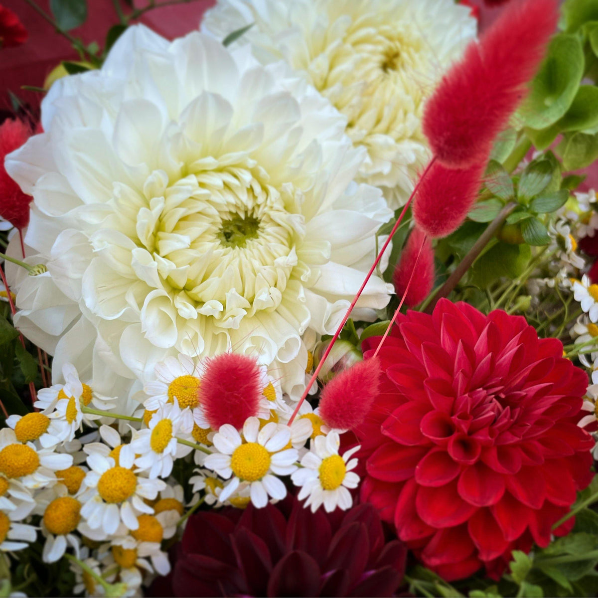 Flower of the Month: Matricaria Chamomilla (Chamomile) - Flowers Gold Coast