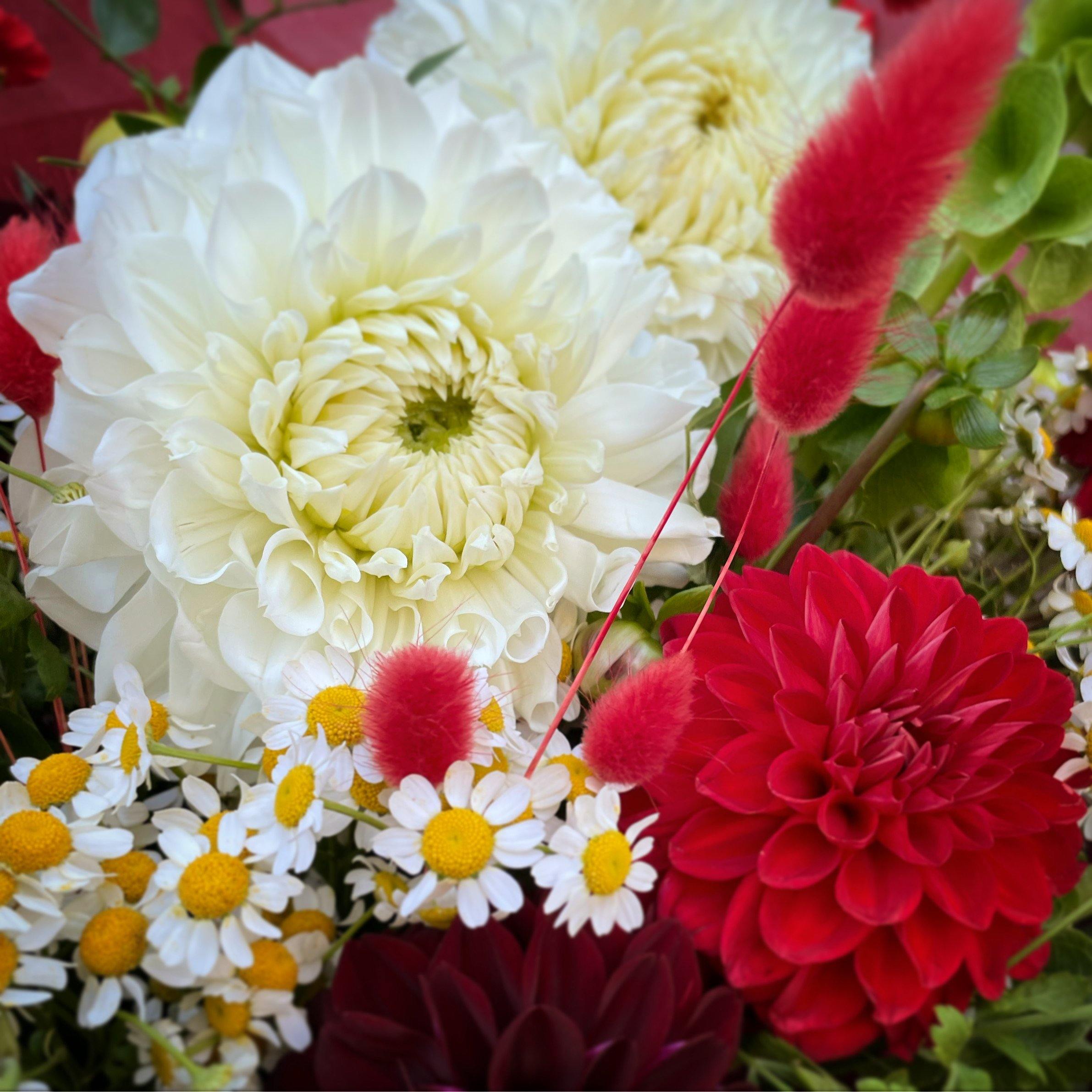 Flower of the Month: Matricaria Chamomilla (Chamomile) - Flowers Gold Coast