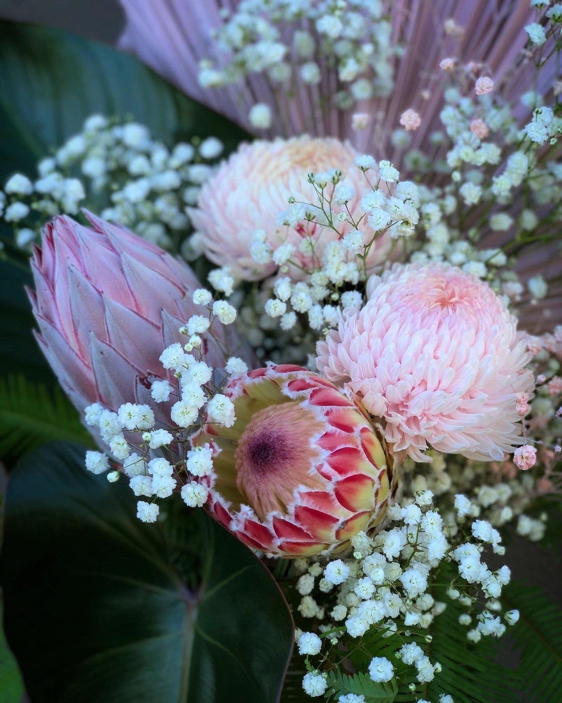 Flower of the Month: Protea - Flowers Gold Coast