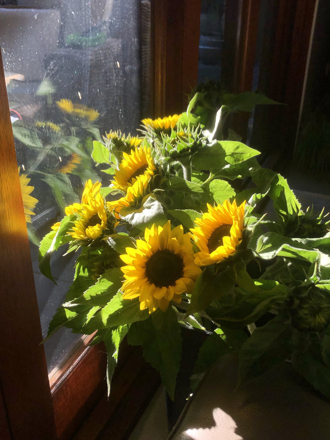 Flower of the Month: Sunflowers - Flowers Gold Coast