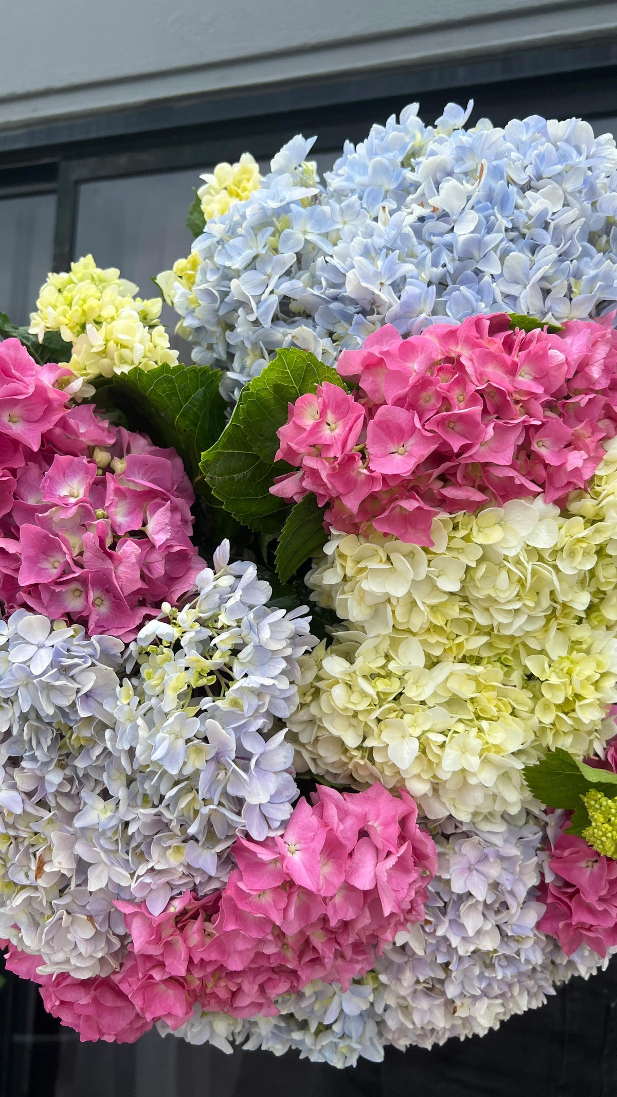 H Y D R A N G E A S 

Our favourite is now in season! 🌸

Head to our website to purchase a gorgeo made with love by Flowers Gold Coast www.flowersgoldcoast.com.au the Gold Coast's best Florist- Same Day Flower Delivery