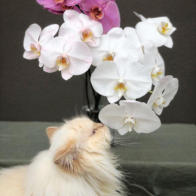 How to Care for your Phalaenopsis Orchids - Flowers Gold Coast