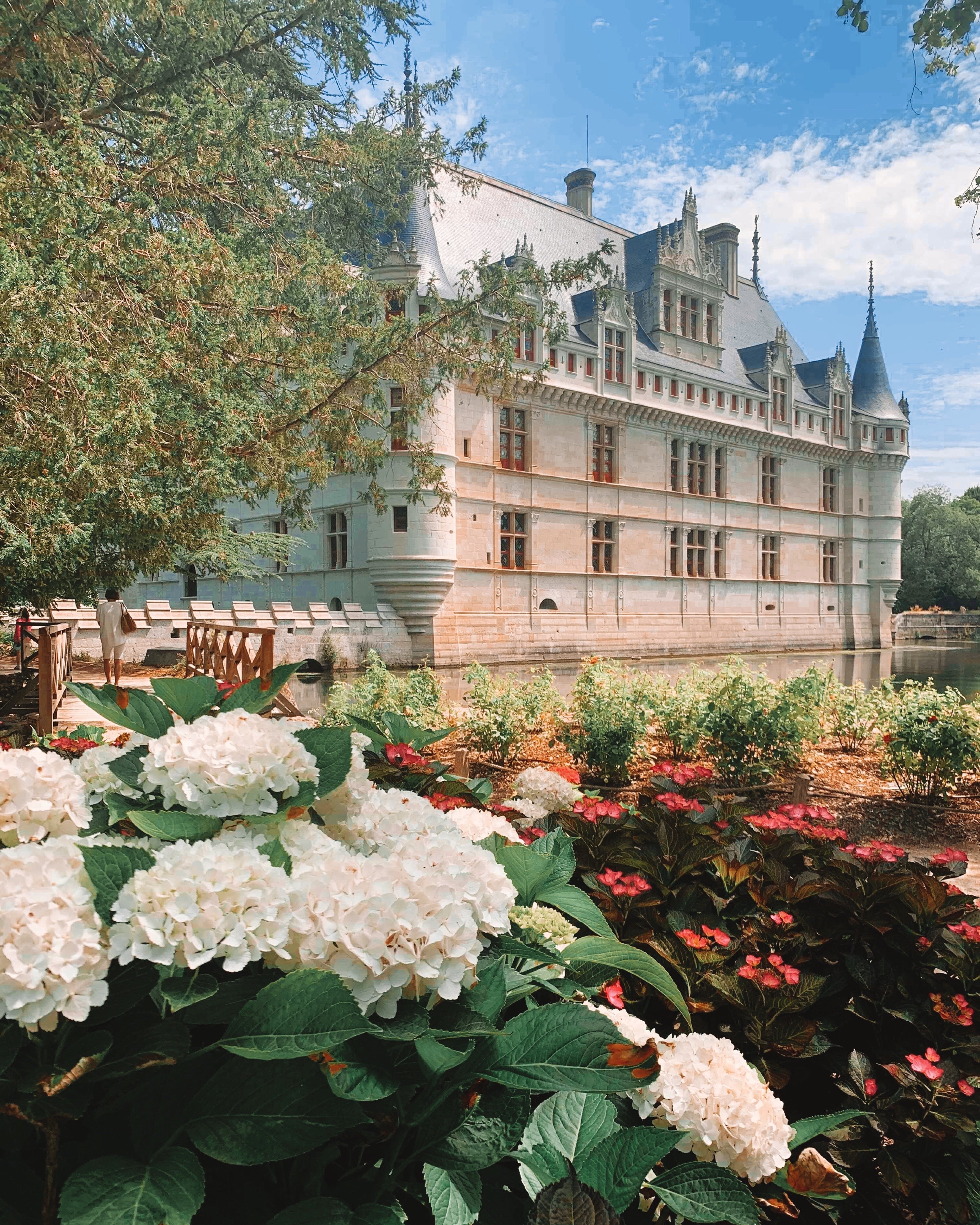 Hydrangeas - Flowers Gold Coast