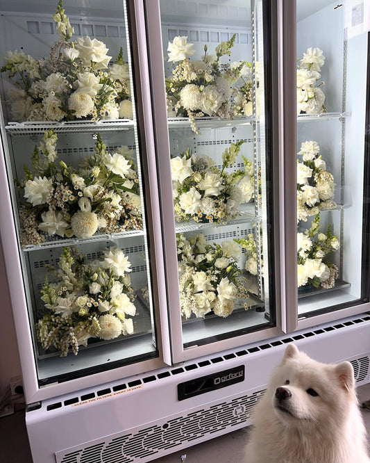 P O M P O M 

Our Puppy is Wedding Ready 🤍

How cute is he?!! 🥹

Flowers Gold Coast 🌸

#flo made with love by Flowers Gold Coast www.flowersgoldcoast.com.au the Gold Coast's best Florist- Same Day Flower Delivery