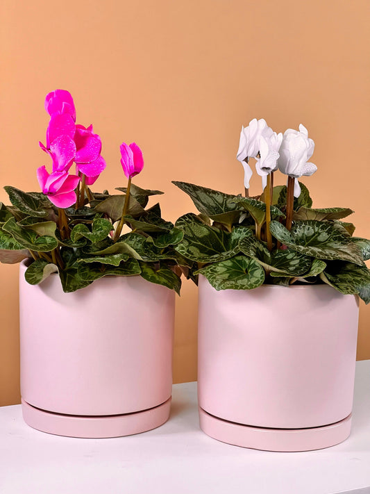 Indoor Plant Delivery Gold Coast Send Plants as a Gift Flowers Gold Coast