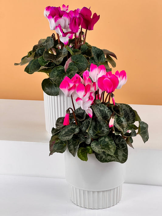 Indoor Plant Delivery Gold Coast Send Plants as a Gift Flowers Gold