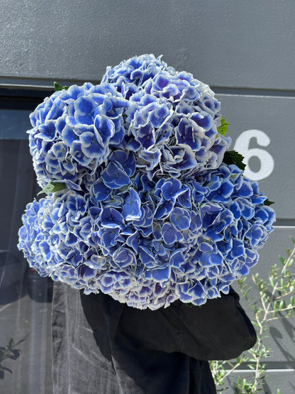 Hydrangea En Masse - Fresh Flower made with love by Flowers Gold Coast www.flowersgoldcoast.com.au the Gold Coast's best Florist - Same Day Flower Delivery