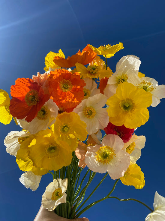 Flowers Gold Coast Best Florist 3pm Same Day Flower Delivery