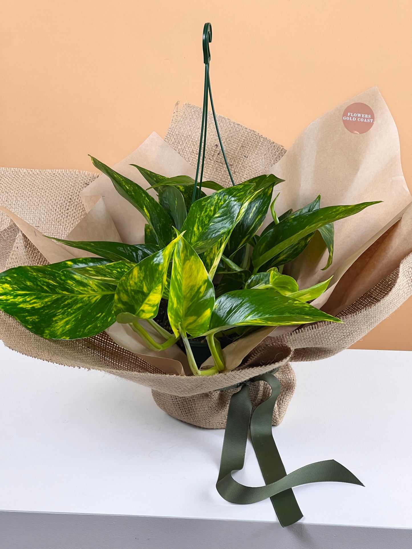 Devil's Ivy-Flower-Delivery-Gold-Coast-Florist-Flowers Gold Coast-https://www.flowersgoldcoast.com.au-best-florist