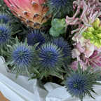 Globe thistle macro