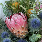 King Protea macro close-up