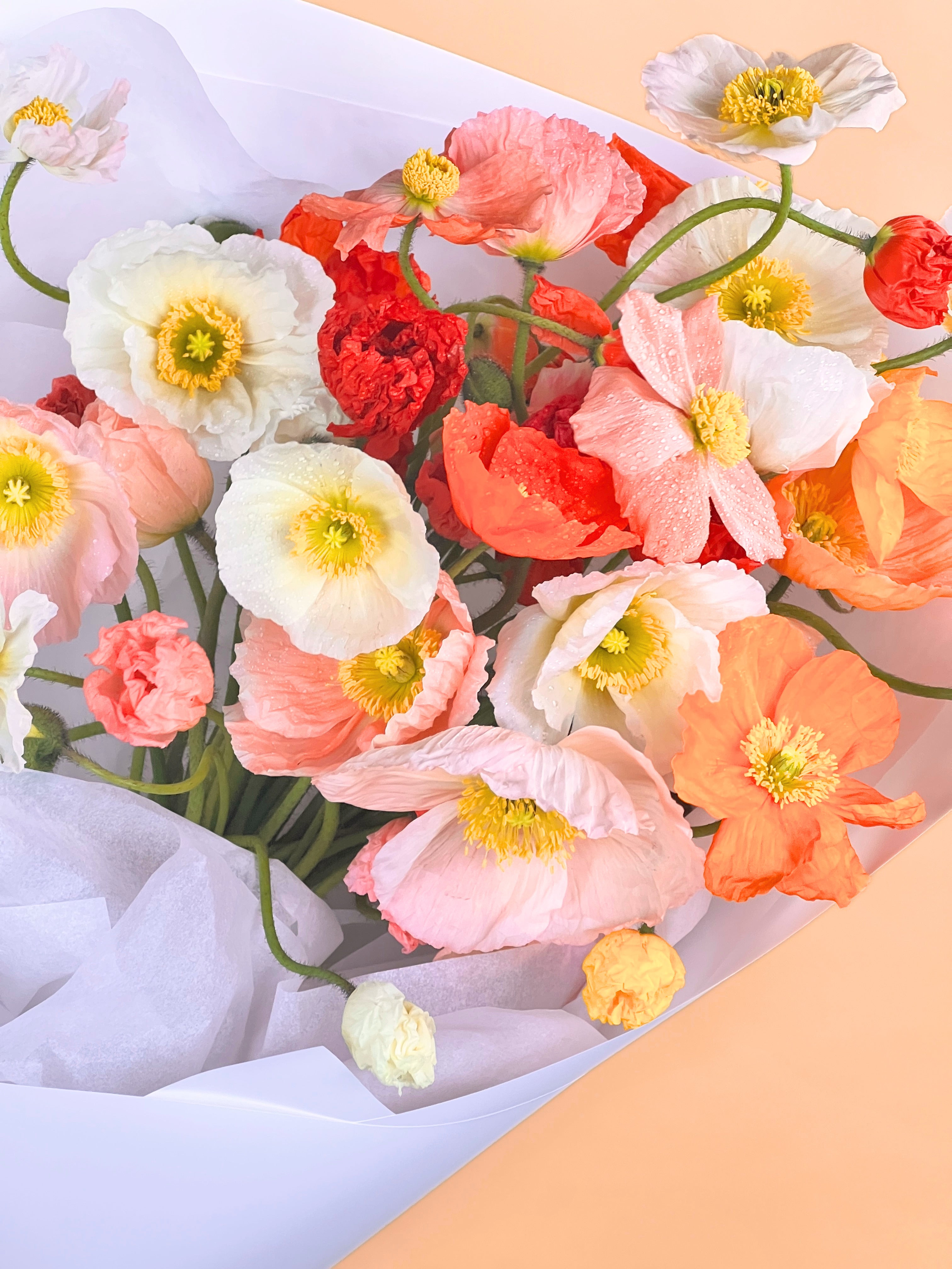 Bouquet of colorful Poppies on a light background