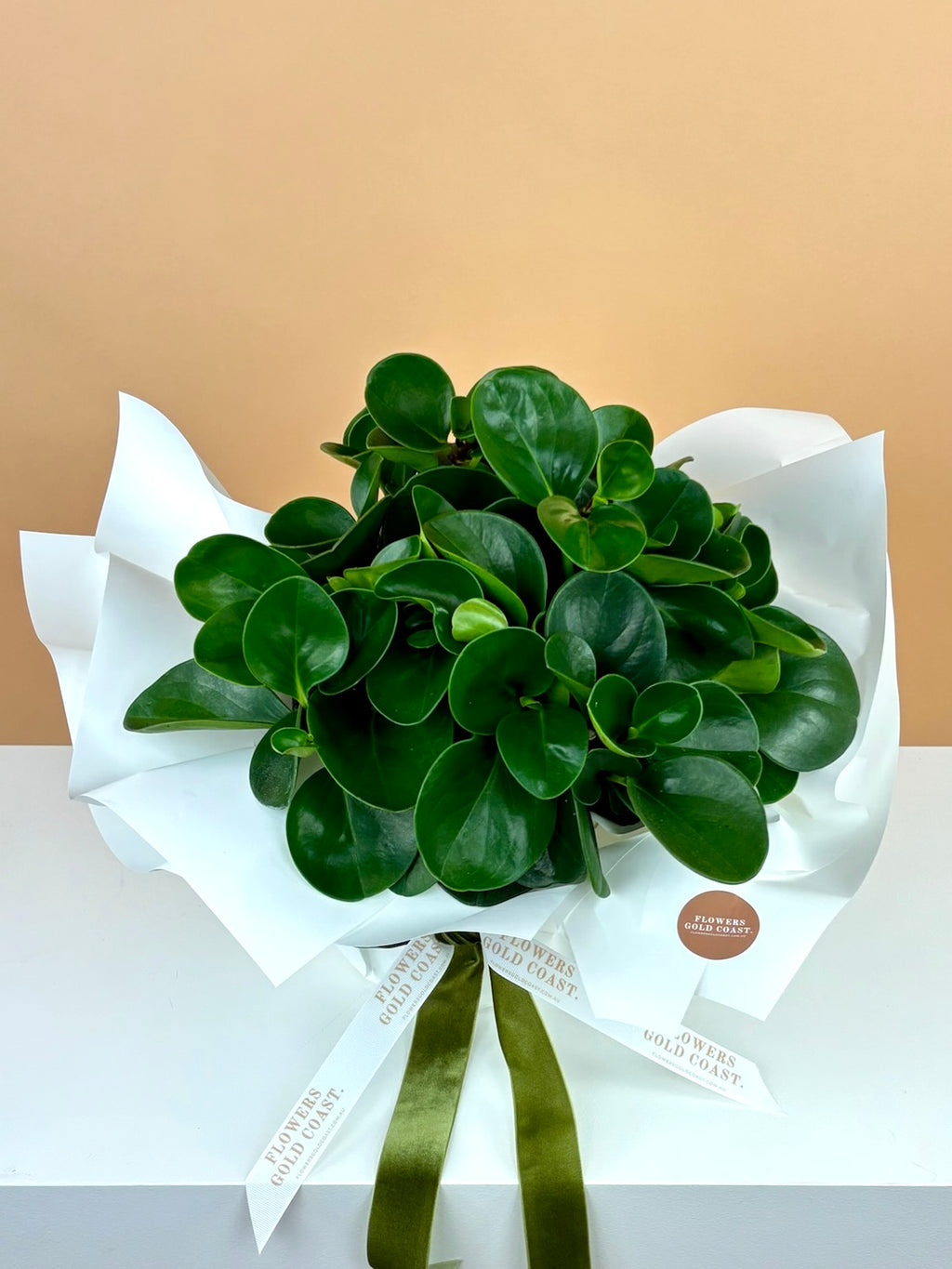 jade plant same day delivery Pepperomia Jade Plant – Flowers Gold Coast