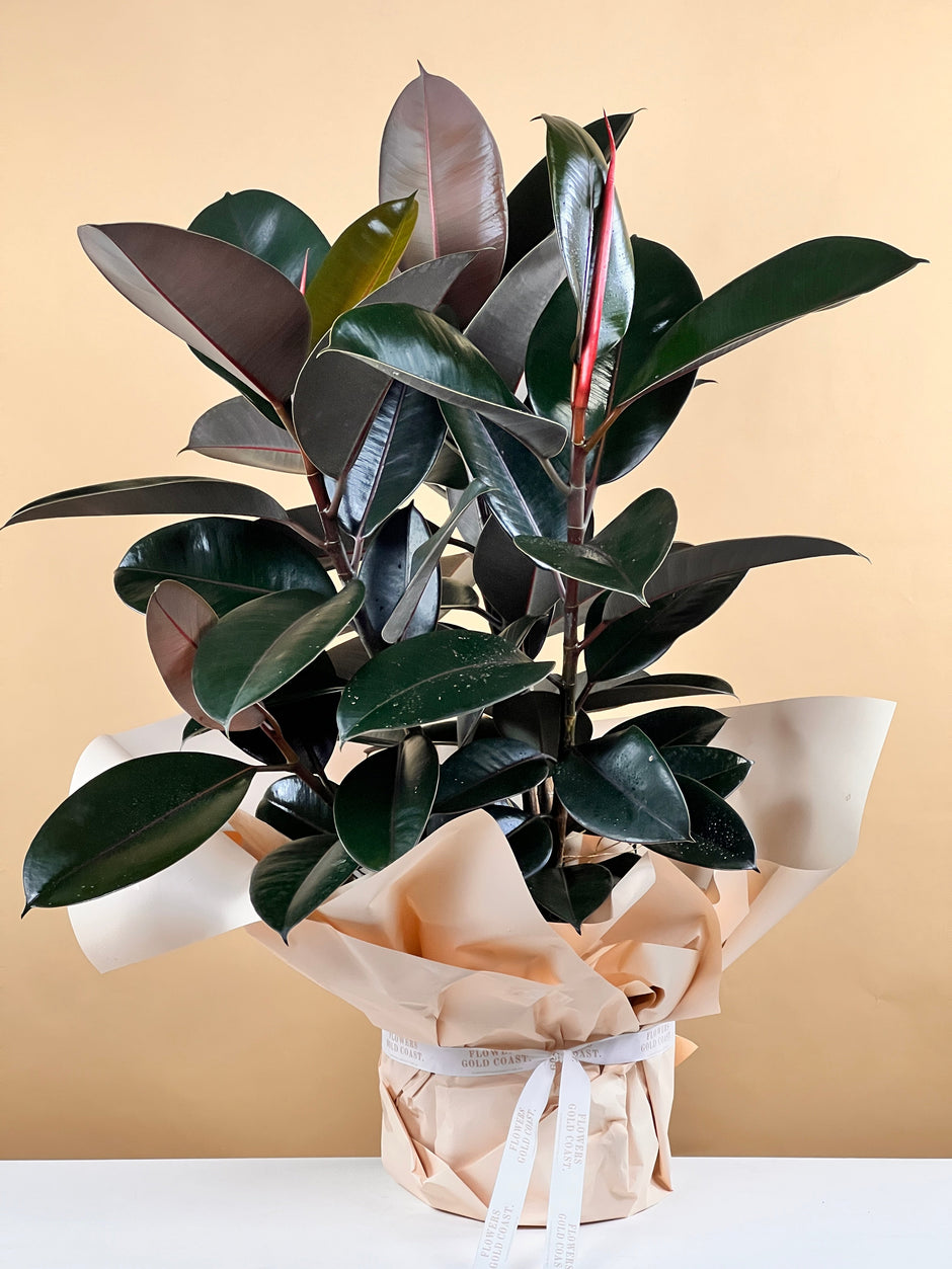 Indoor Plant Delivery Gold Coast Send Plants as a Gift Flowers Gold