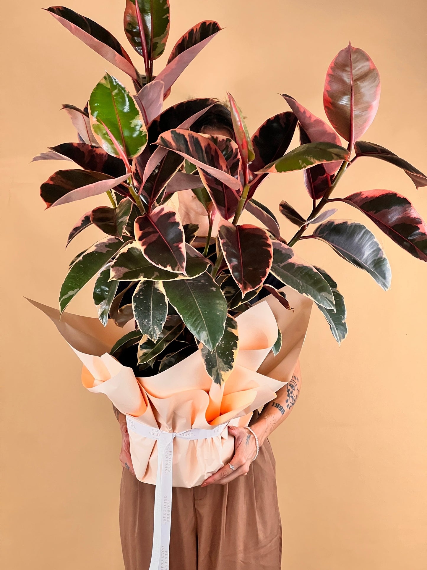 Ficus Rubber Plant-Flower-Delivery-Gold-Coast-Florist-Flowers Gold Coast-https://www.flowersgoldcoast.com.au-best-florist