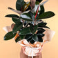 Ficus Rubber Plant-Flower-Delivery-Gold-Coast-Florist-Flowers Gold Coast-https://www.flowersgoldcoast.com.au-best-florist