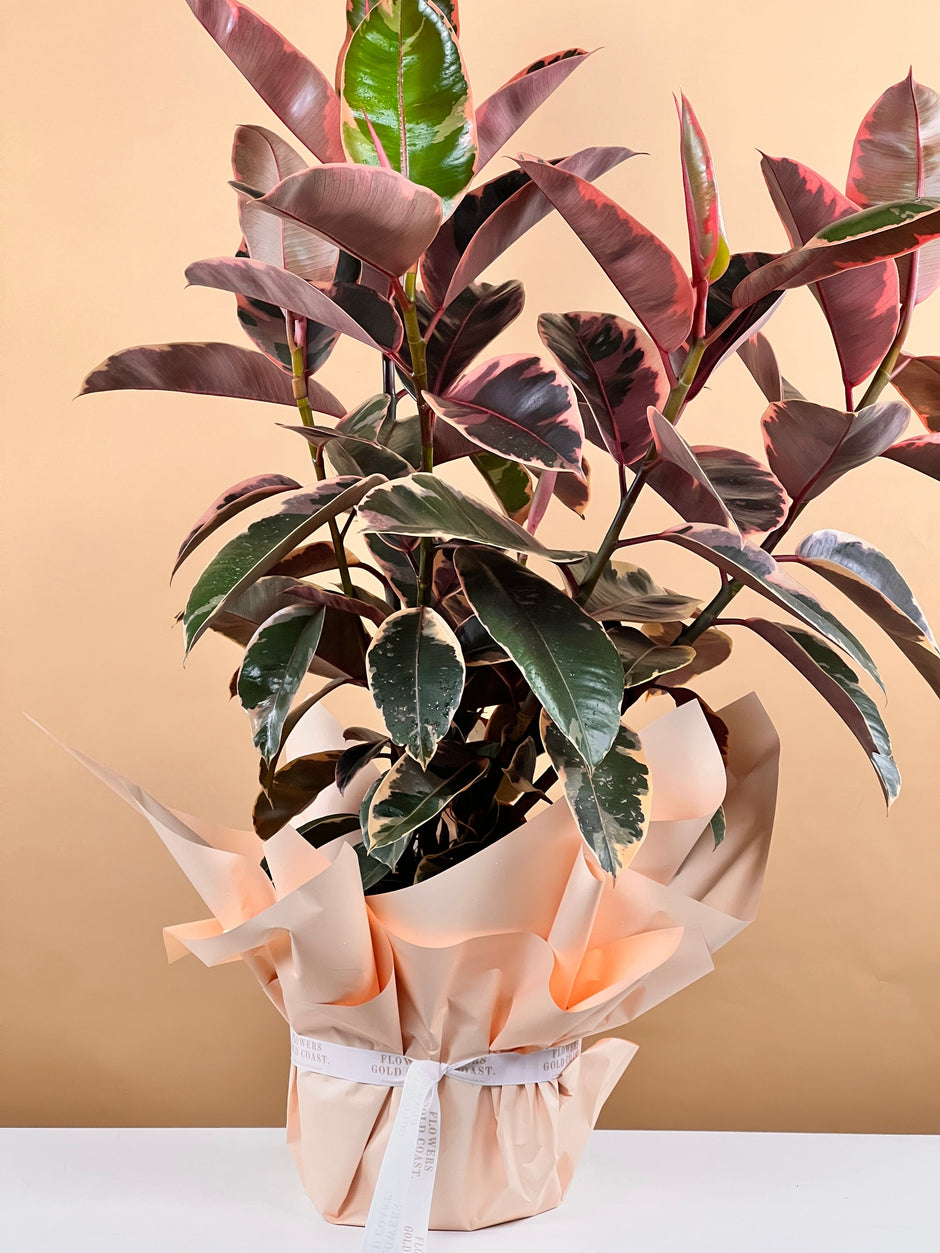 Indoor Plant Delivery Gold Coast Send Plants as a Gift Flowers Gold