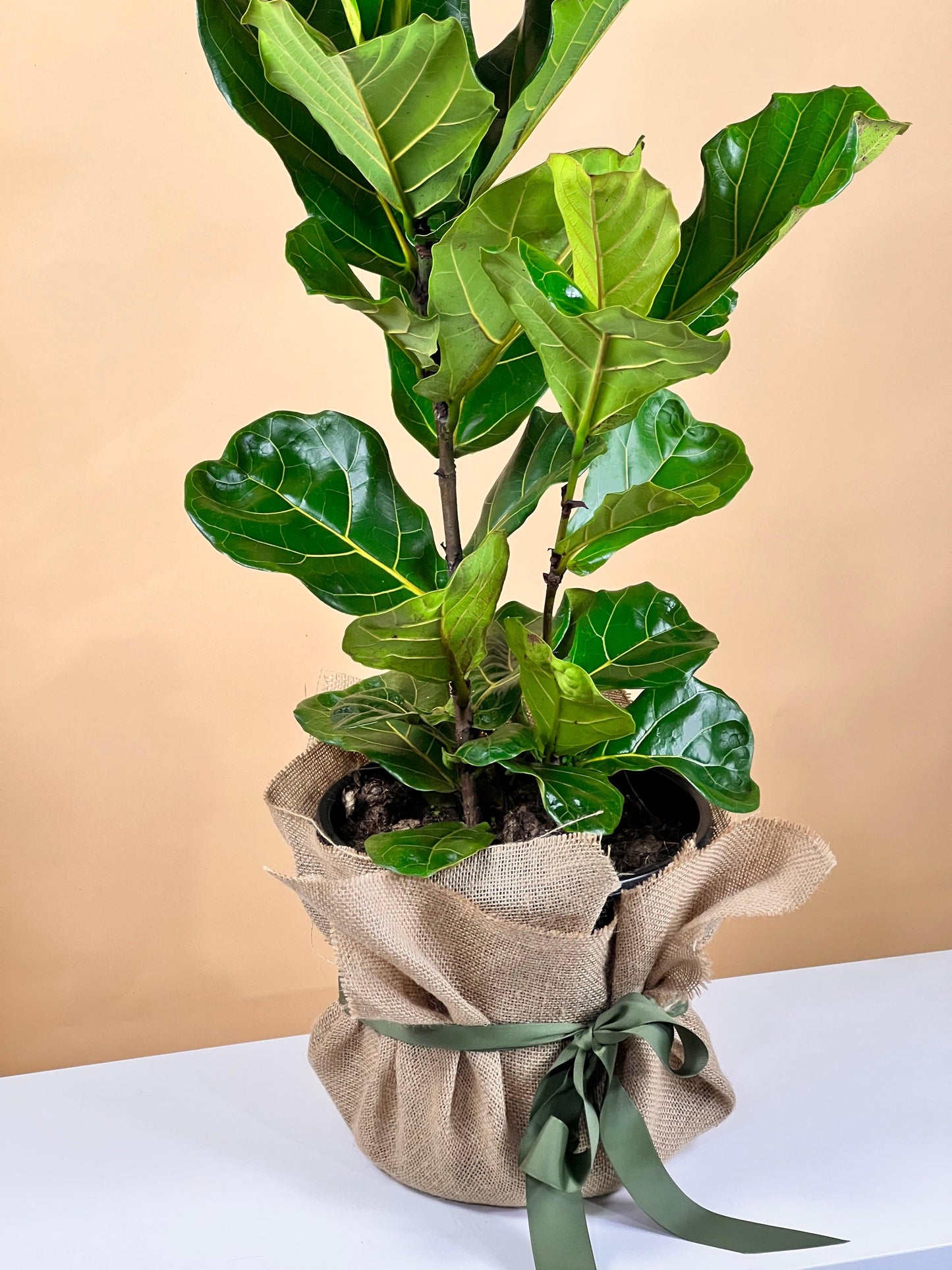 Fiddle Leaf Fig Plant -  made with love by Flowers Gold Coast www.flowersgoldcoast.com.au the Gold Coast's best Florist - Same Day Flower Delivery