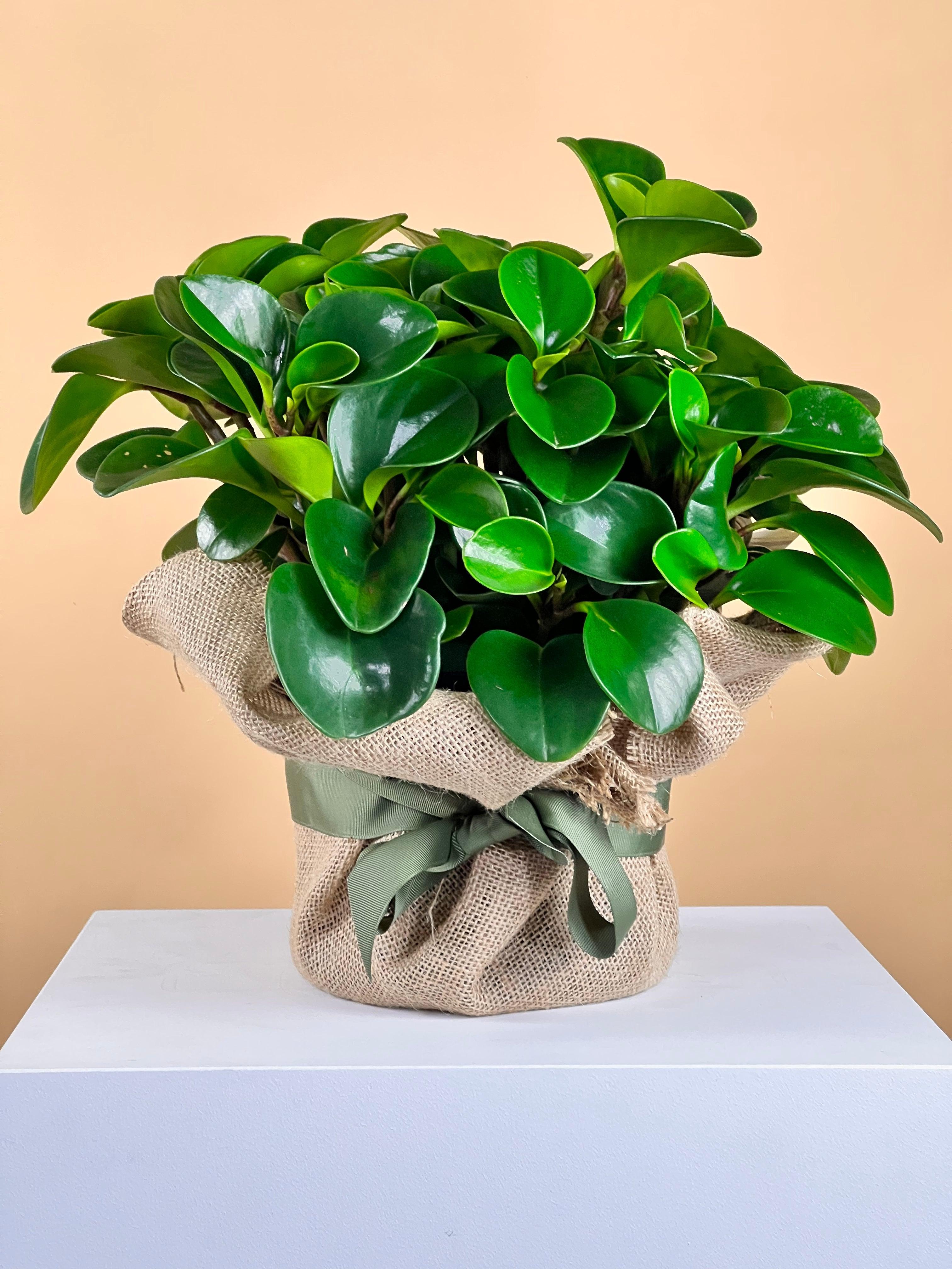 indoor plant delivery brisbane Pepperomia Jade Plant – Flowers Gold Coast